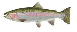 Trout