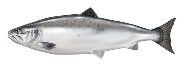 salmon-atlantic