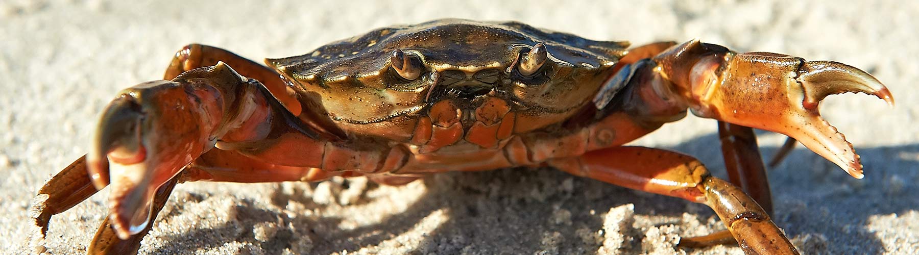 Crustacean Welfare