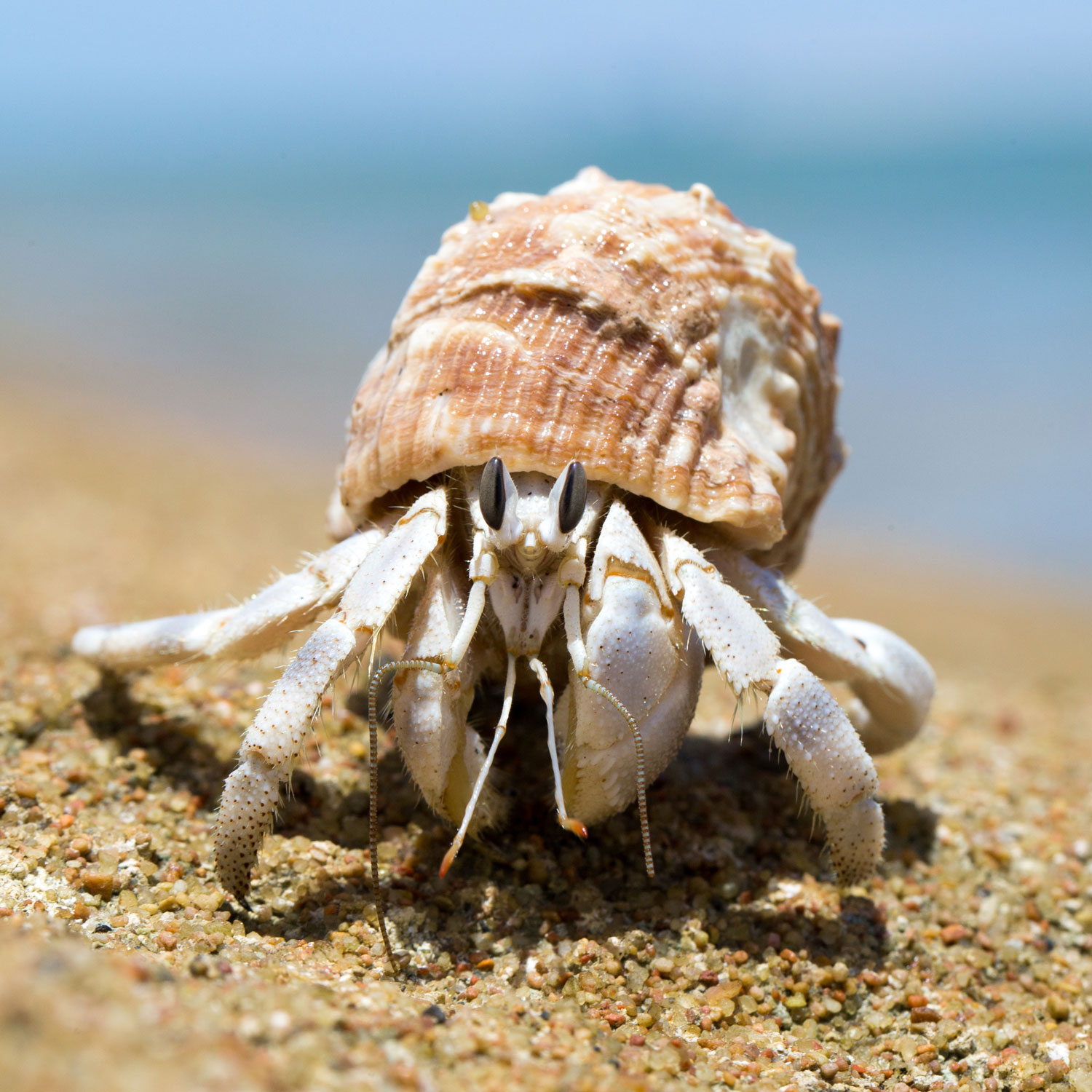 Hermit crab intet
