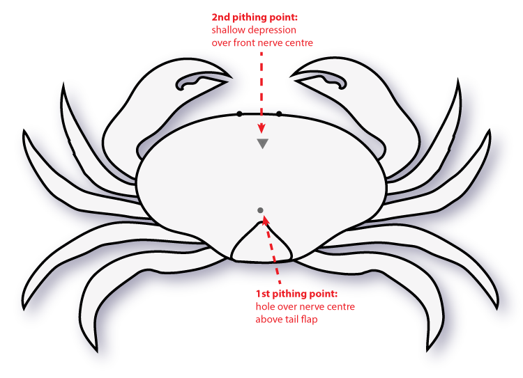 crab spike