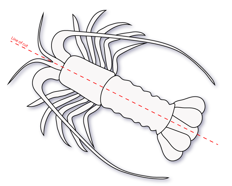 lobster split